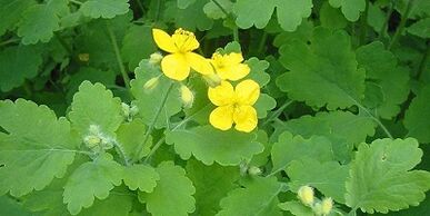 Behandlung von Nagelpilz an Celandines Beinen