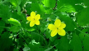 Celandine zur Behandlung von Pilzen auf den Nägeln