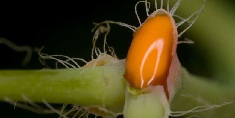 Schöllkrautsaft zur Behandlung von Zehennagelpilz.